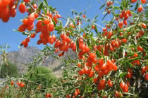 Bốn cây cảnh quả mọng dễ tăng vận may cho gia chủ