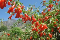 Bốn cây cảnh quả mọng dễ tăng vận may cho gia chủ