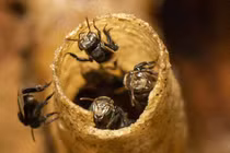 Phát hiện hợp chất mới trong keo ong Việt Nam mở ra tiềm năng dược liệu