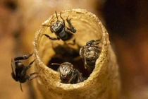 Phát hiện hợp chất mới trong keo ong Việt Nam mở ra tiềm năng dược liệu