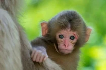 9 ngày tới, 3 con giáp đột phá tài lộc, giàu bung nóc