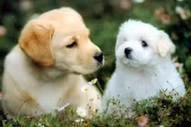 Rằm tháng 7 âm, 3 con giáp cát khí dồi dào, phúc lộc vô biên