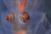 Đặt camera xuống biển sâu, phát hiện nhiều sinh vật kỳ lạ