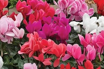 Top 5 cây cảnh thanh lọc, cải thiện phong thủy... hút tiền bạc