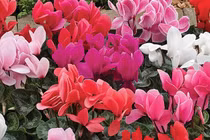 Top 5 cây cảnh thanh lọc, cải thiện phong thủy... hút tiền bạc