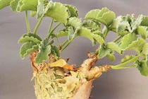 Cây cảnh nho Angola hiếm, xấu xí mà đắt ngang xe sang