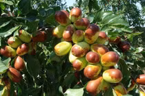 4 cây cảnh gia bảo mang tài lộc, thịnh vượng đến từng nhà