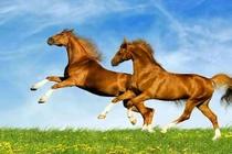 Ba con giáp may mắn nhất cuối năm, tiền tài bùng nổ đổi đời ngoạn mục