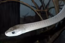 10 loài rắn độc nhất hành tinh, mệnh danh tử thần không chân