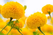 5 loại hoa tuyệt đối không cắm bàn thờ kẻo rước họa, mất lộc