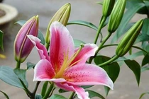 5 loại hoa kiêng kỵ trưng trong nhà dịp năm mới 2026, tránh điềm xui