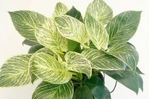 2 cây cảnh tưởng bình thường hóa ra là 'thần giữ lộc' trong nhà