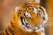 Cuối thu 2025, 3 con giáp nhận tấm vé vàng, nhẹ nhàng thăng chức