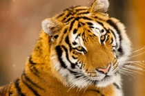 Cuối thu 2025, 3 con giáp nhận tấm vé vàng, nhẹ nhàng thăng chức