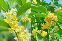 Người xưa mách, trồng 4 cây cảnh phong thủy này, cả nhà gặp đại phúc