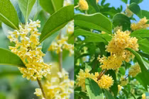 Người xưa mách, trồng 4 cây cảnh phong thủy này, cả nhà gặp đại phúc