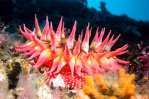 Sinh vật biển tưởng hiền lành hóa ra kẻ săn mồi máu lạnh