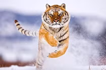 Đón Trung Thu, 4 con giáp phát tài phát lộc, top 2 tiền đẻ ra tiền