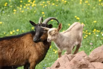 5 con giáp tìm thấy "chân ái" tháng 7, thoát ế thành công