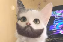 Bí ẩn loạt động vật kỳ lạ ngoài sức tưởng tượng con người