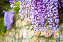 4 cây cảnh trấn trạch giữ nhà, sống trăm năm vẫn tươi tốt