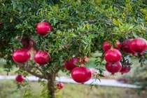 Người xưa chuộng trồng cây lựu trước nhà để giữ vận may