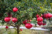 Người xưa chuộng trồng cây lựu trước nhà để giữ vận may