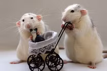 4 con giáp đỏ nhất tháng 7, tiền đầy túi... vàng đầy kho