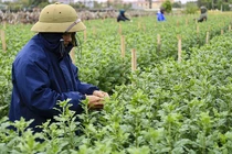 Giá rét bao trùm, nông dân Hà Nội gồng mình chăm hoa Tết