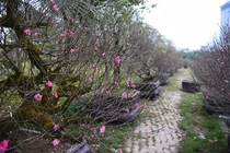 Đào cổ thụ Tây Bắc xuống phố Thủ đô, giá thuê hàng chục triệu đồng