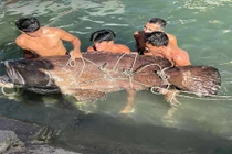 Sửng sốt ngư dân tóm gọn cá mú khủng nặng 150 kg