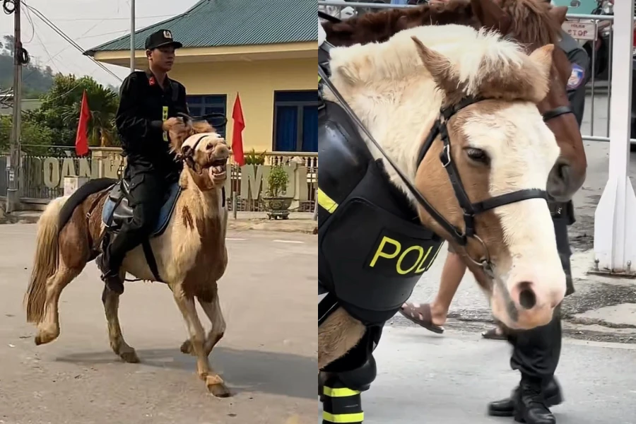 Chú ngựa Út Ngáo nổi tiếng trong những đợt diễu binh