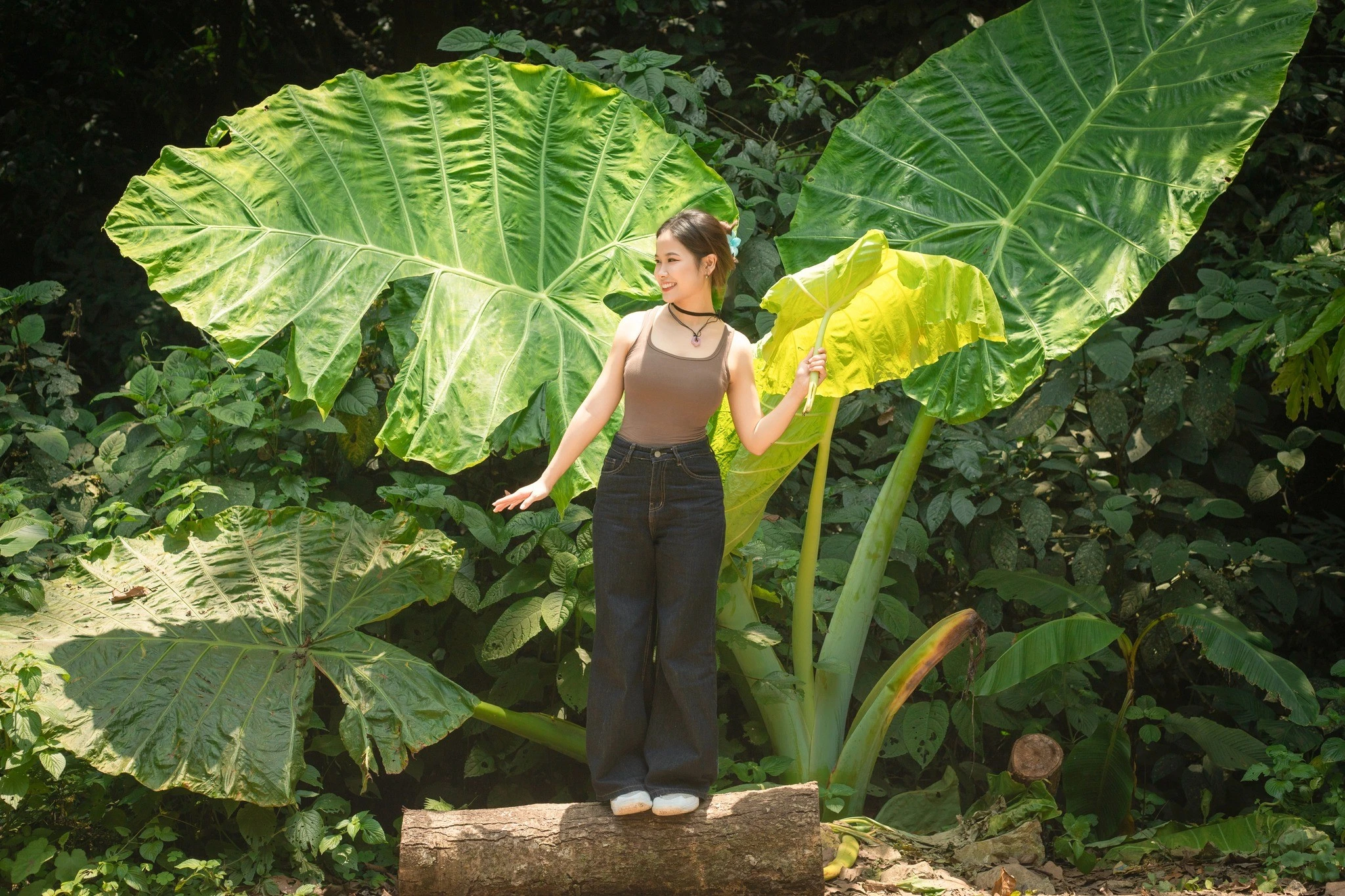 Du khách rủ nhau check-in cây ráy khổng lồ ở rừng Cúc Phương