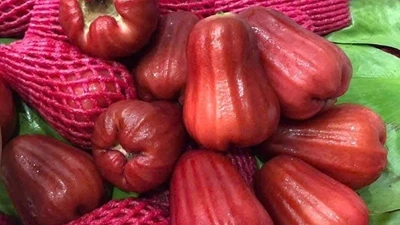 Mận An Phước hút khách, giá tăng vọt