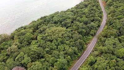 TP HCM: Chuyển hơn 2.000 m² rừng Côn Đảo sang mục đích xây dựng hạ tầng