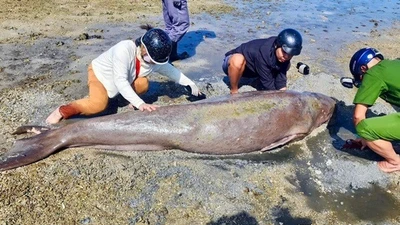 TP HCM: Loài “nàng tiên cá” Dugong quý hiếm chết ở bãi biển Côn Đảo