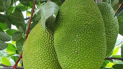 Nhu cầu xuất khẩu “đẩy” giá mít tăng cao