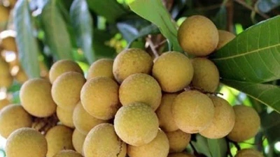 Giá nhãn Ido bất ngờ tăng mạnh