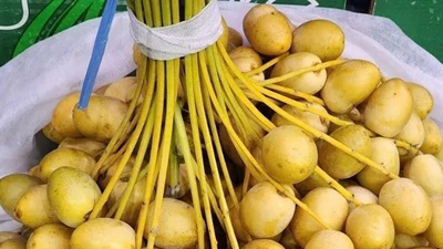 Chà là tươi nguyên cành “rớt giá thảm”, chỉ còn 69.000 đồng/kg