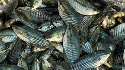 Vì sao giá cá giống tăng vọt?