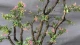 Cây dại cho hoa và quả đẹp mắt lên chậu thành bonsai, toả mùi thơm nức mũi, có cây 200 triệu đồng