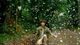 Đến Cúc Phương ngắm bướm bay rợp trời, chọn tour hay tự túc?