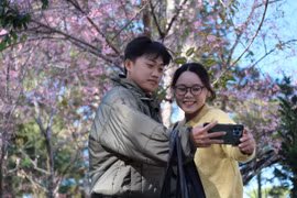 Mai anh đào nở rộ, Đà Lạt vào mùa đẹp nhất trước thềm Tết Bính Ngọ 2026