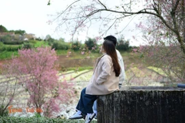 Cận Tết Dương lịch, mai anh đào nhuộm tím đồi chè Cầu Đất Đà Lạt