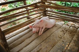 Vĩnh Long kích hoạt 20 chốt chặn kiểm soát phòng chống dịch tả lợn châu Phi