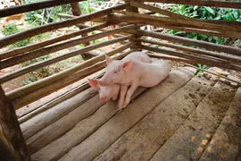 Vĩnh Long kích hoạt 20 chốt chặn kiểm soát phòng chống dịch tả lợn châu Phi