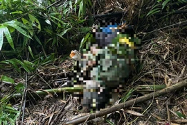 Người đàn ông tử vong trong rừng ở Lâm Đồng, nghi bị voi tấn công