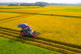 Việt Nam thành cường quốc xuất khẩu nông sản, nhiều mặt hàng dẫn đầu thế giới