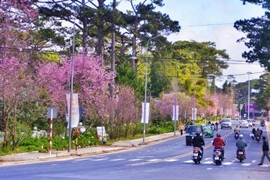 Đà Lạt khởi động mùa xuân bằng Lễ hội hoa mai anh đào từ ngày 16/1