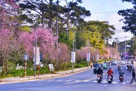 Đà Lạt khởi động mùa xuân bằng Lễ hội hoa mai anh đào từ ngày 16/1